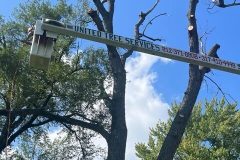 United Tree Services Corp Indianapolis 