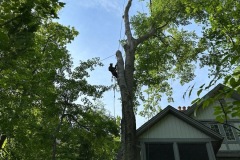 United Tree Services Corp 