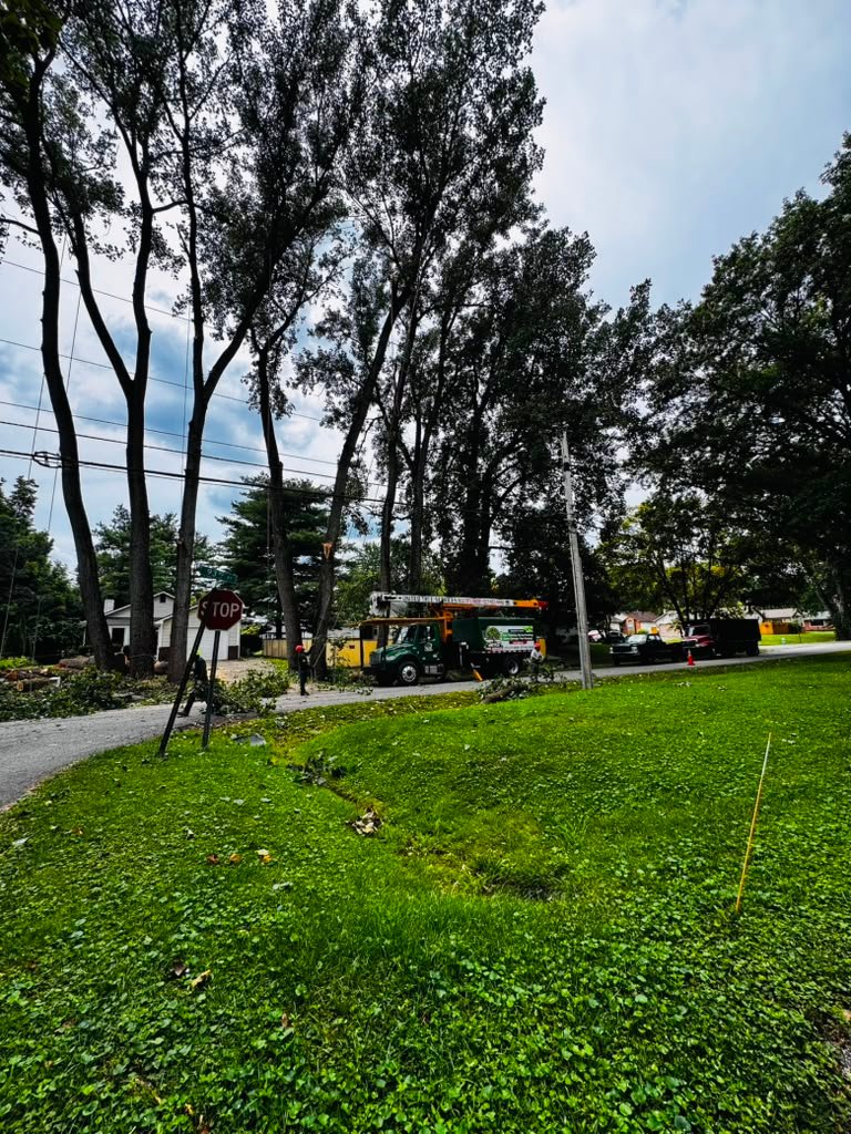 Tree service Indianapolis IN - United Tree Services Corp