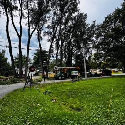 United Tree Services Indianapolis